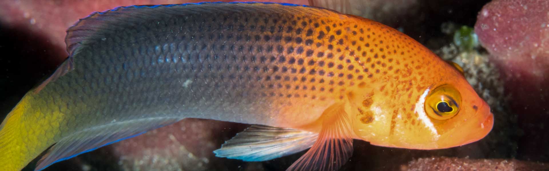 The Lyretail Dottyback